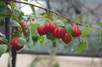 Edible Landscaping & Fruit Tree Nursery image 10